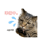 猫のフェイス 2（個別スタンプ：6）