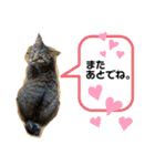 猫のフェイス 2（個別スタンプ：7）