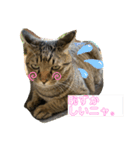 猫のフェイス 2（個別スタンプ：8）