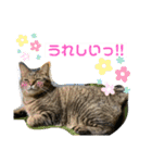 猫のフェイス 2（個別スタンプ：10）