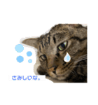 猫のフェイス 2（個別スタンプ：11）