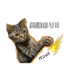 猫のフェイス 2（個別スタンプ：12）