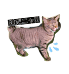 猫のフェイス 2（個別スタンプ：14）