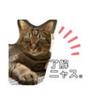 猫のフェイス 2（個別スタンプ：15）