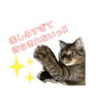 猫のフェイス 2（個別スタンプ：17）
