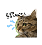 猫のフェイス 2（個別スタンプ：18）