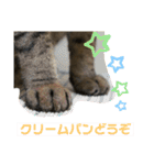 猫のフェイス 2（個別スタンプ：21）