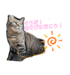 猫のフェイス 2（個別スタンプ：22）