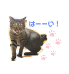 猫のフェイス 2（個別スタンプ：23）