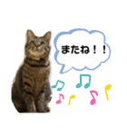 猫のフェイス 2（個別スタンプ：24）