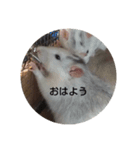 大西家のラットさん2（個別スタンプ：1）