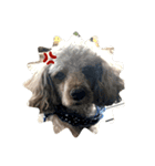 老犬ゴンの日常（個別スタンプ：4）