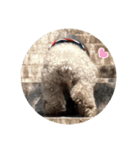 老犬ゴンの日常（個別スタンプ：5）