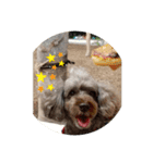 老犬ゴンの日常（個別スタンプ：6）
