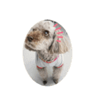老犬ゴンの日常（個別スタンプ：7）