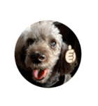 老犬ゴンの日常（個別スタンプ：11）