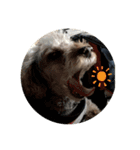 老犬ゴンの日常（個別スタンプ：12）