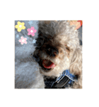 老犬ゴンの日常（個別スタンプ：13）