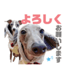 イタグレちゃんといっしょ！（個別スタンプ：1）
