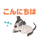 イタグレちゃんといっしょ！（個別スタンプ：3）