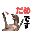 イタグレちゃんといっしょ！（個別スタンプ：10）