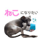 イタグレちゃんといっしょ！（個別スタンプ：14）