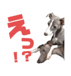 イタグレちゃんといっしょ！（個別スタンプ：16）