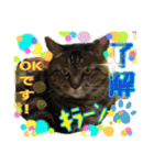 猫のぐうとちょこびの日常（個別スタンプ：1）