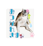 猫のぐうとちょこびの日常（個別スタンプ：2）