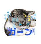 猫のぐうとちょこびの日常（個別スタンプ：3）
