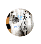 猫のぐうとちょこびの日常（個別スタンプ：4）