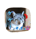 猫のぐうとちょこびの日常（個別スタンプ：5）