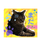 猫のぐうとちょこびの日常（個別スタンプ：7）