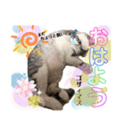 猫のぐうとちょこびの日常（個別スタンプ：8）