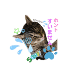 猫のぐうとちょこびの日常（個別スタンプ：10）