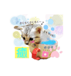 猫のぐうとちょこびの日常（個別スタンプ：14）
