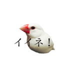 白文鳥ペガサス（個別スタンプ：2）