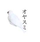 白文鳥ペガサス（個別スタンプ：3）