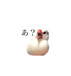 白文鳥ペガサス（個別スタンプ：4）