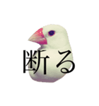 白文鳥ペガサス（個別スタンプ：5）