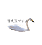 白文鳥ペガサス（個別スタンプ：6）