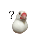 白文鳥ペガサス（個別スタンプ：8）