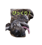 日常良く使う言葉  フレブル（個別スタンプ：4）