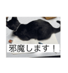 コラボ写真（個別スタンプ：8）