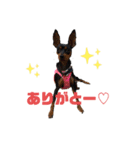 ミニピン☆マメキチ（個別スタンプ：7）