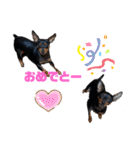 ミニピン☆マメキチ（個別スタンプ：12）