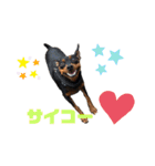 ミニピン☆マメキチ（個別スタンプ：14）
