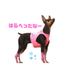 ミニピン☆マメキチ（個別スタンプ：34）