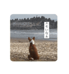 コハルスペシャル！（個別スタンプ：17）