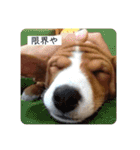 コハルスペシャル！（個別スタンプ：20）